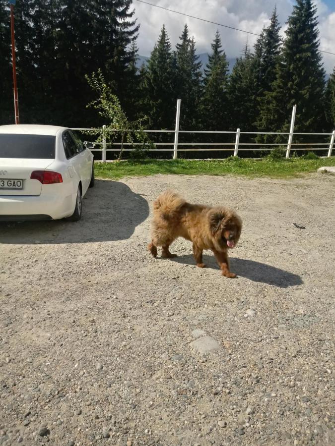 Cetina Ξενοδοχείο Ranca Εξωτερικό φωτογραφία